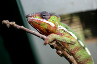 Macro